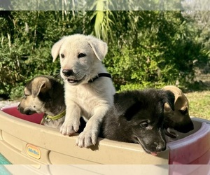 German Shepherd Dog-Great Dane Mix Puppy for sale in SARASOTA, FL, USA