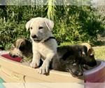 Image preview for Ad Listing. Nickname: LITTER OF 9