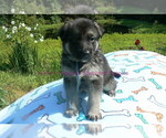 Small #8 German Shepherd Dog