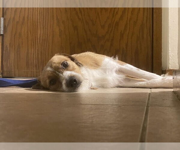Medium Photo #2 Mutt Puppy For Sale in Minneapolis, MN, USA