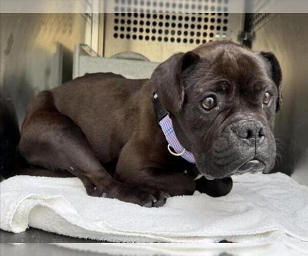 Medium Photo #1 Frenchie Pug Puppy For Sale in Woodland, CA, USA