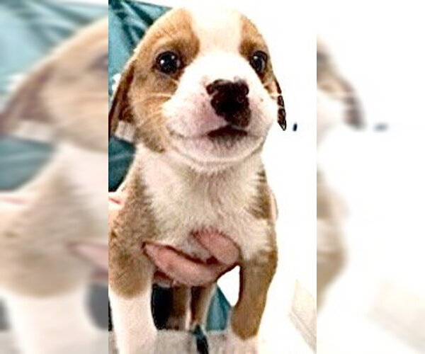 Medium Photo #3 Labrador Retriever Puppy For Sale in Houston, TX, USA