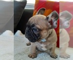 Small #4 French Bulldog