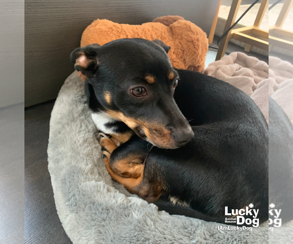 Medium Photo #3 Dachshund-Unknown Mix Puppy For Sale in Washington, DC, USA