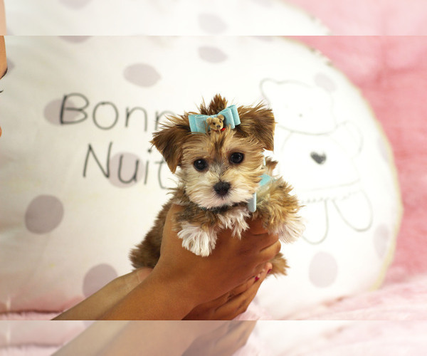 Medium Photo #11 Morkie Puppy For Sale in MIAMI BEACH, FL, USA