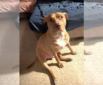 Small #1 American Pit Bull Terrier Mix