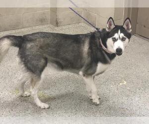 Siberian Husky Dogs for adoption in Conroe, TX, USA