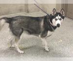 Small Siberian Husky
