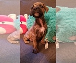 Puppy 3 Bullmastiff-Bullypit Mix