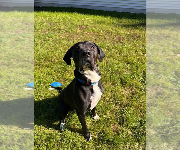 Medium Photo #1 Mutt Puppy For Sale in Muskegon, MI, USA