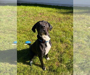 Rocky - Male Mutt Dog for Adoption