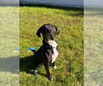 Rocky - Male Mutt Dog for Adoption - Small photo