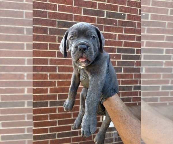 Medium Photo #1 Cane Corso Puppy For Sale in ALLEN, TX, USA