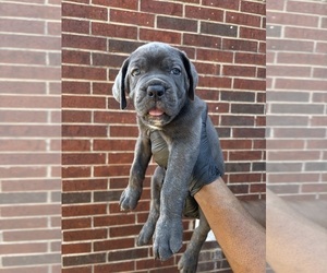 Cane Corso Puppy for sale in ALLEN, TX, USA