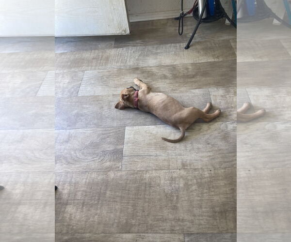 Medium Photo #7 Boxer-Unknown Mix Puppy For Sale in San Diego, CA, USA