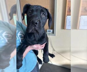 Mutt Dogs for adoption in Santa Cruz, CA, USA