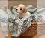 Small Photo #1 Cav-A-Malt Puppy For Sale in GROTTOES, VA, USA