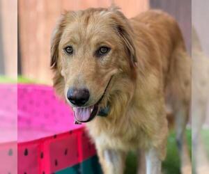 Golden Labrador Dogs for adoption in San Diego, CA, USA