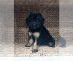 Puppy Bell Aussiedoodle Miniature 