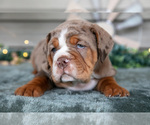 Small Photo #6 Beabull Puppy For Sale in MILLERSBURG, OH, USA
