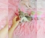 Small #1 Chihuahua