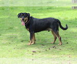 Small #4 Rottweiler Mix