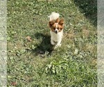 Small #2 Papillon
