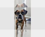 Small #2 Boxer