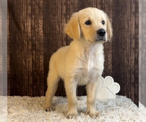 Golden Retriever Puppy for sale in FRANKLIN, IN, USA