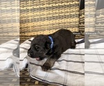 Small #12 German Shepherd Dog