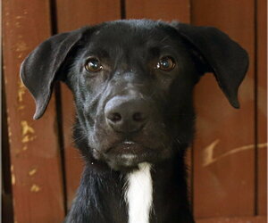Mastador Dogs for adoption in Oakland Park, FL, USA