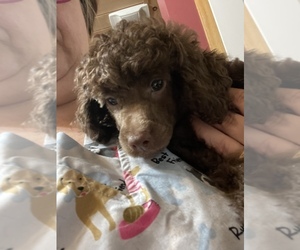 Medium Poodle (Toy)