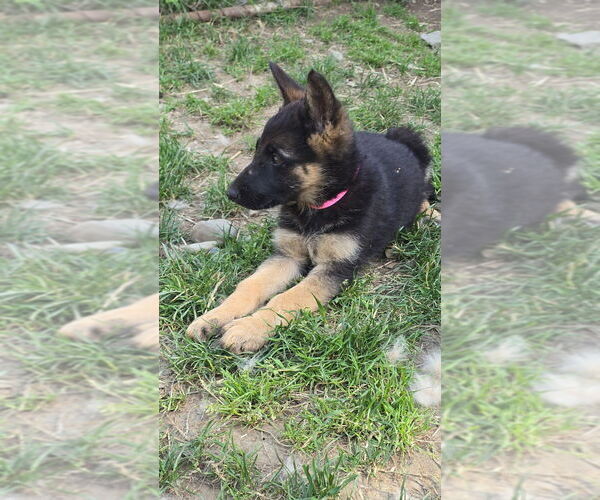 Medium Photo #8 German Shepherd Dog Puppy For Sale in MONROE, WA, USA