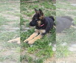 Small #7 German Shepherd Dog