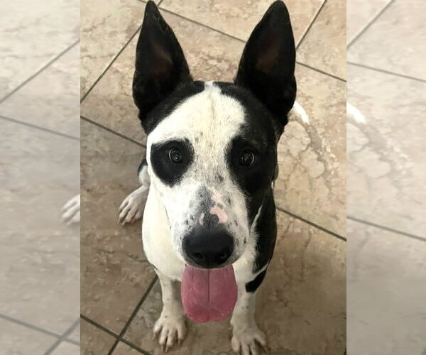 Medium Photo #1 Australian Shepherd-Unknown Mix Puppy For Sale in Enfield, CT, USA