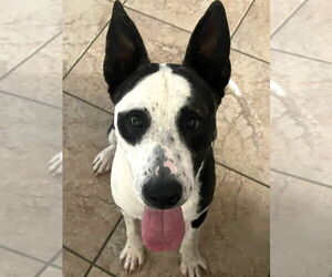 Australian Shepherd-Unknown Mix Dogs for adoption in Enfield, CT, USA