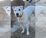 Small Staffordshire Bull Terrier Mix