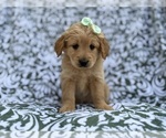 Small Goldendoodle