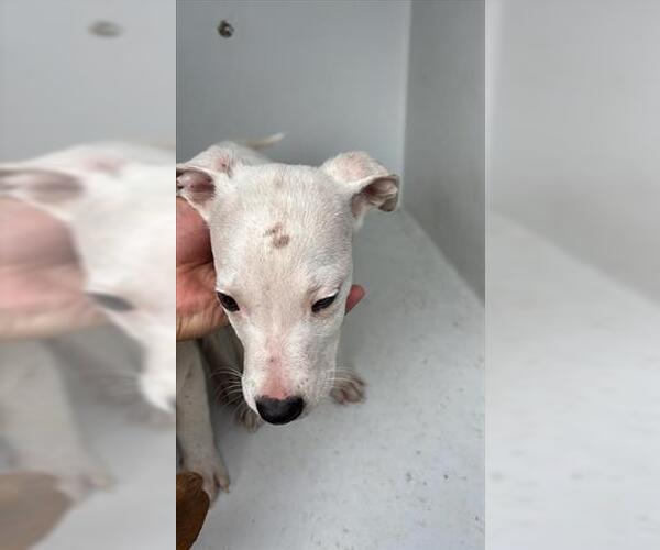 Medium Photo #1 Mutt Puppy For Sale in Houston, TX, USA