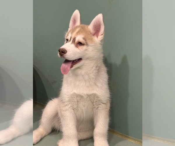 Medium Photo #5 Siberian Husky Puppy For Sale in MOORCROFT, WY, USA
