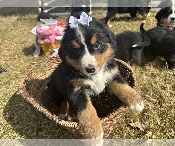 Medium Photo #10 Bernese Mountain Dog Puppy For Sale in ATHENS, WI, USA