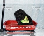Small #12 Poodle (Toy)