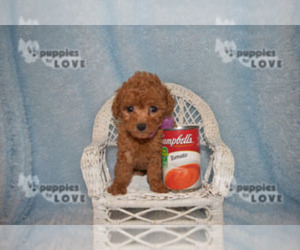 Poodle (Toy) Puppy for sale in SANGER, TX, USA