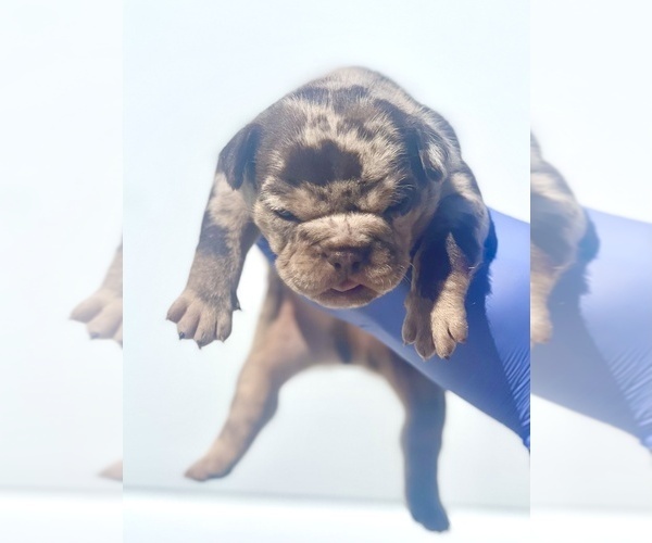 Medium Photo #39 French Bulldog Puppy For Sale in DENVER, CO, USA