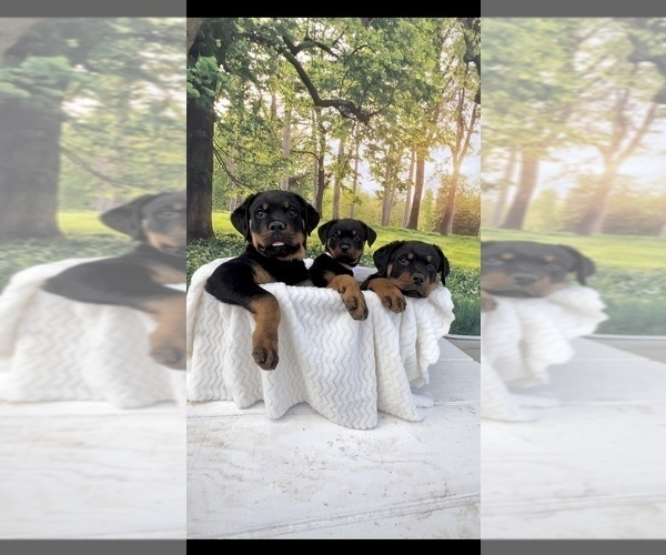 Full screen Photo #3 Rottweiler Puppy For Sale in MADERA, CA, USA