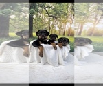 Small Photo #3 Rottweiler Puppy For Sale in MADERA, CA, USA