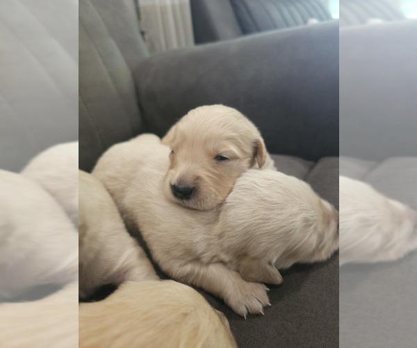 Medium Photo #6 English Cream Golden Retriever Puppy For Sale in ELVERTA, CA, USA