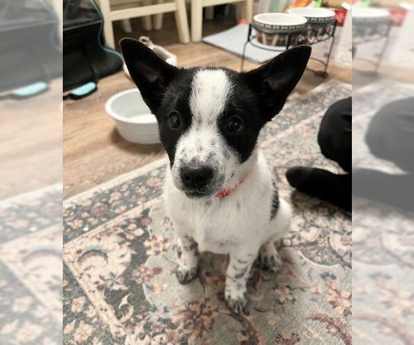 Medium Photo #3 Australian Shepherd-Unknown Mix Puppy For Sale in Genesee, WI, USA