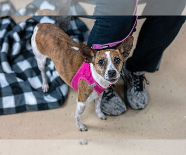 Medium Photo #2 Chihuahua-Unknown Mix Puppy For Sale in Mundelein, IL, USA