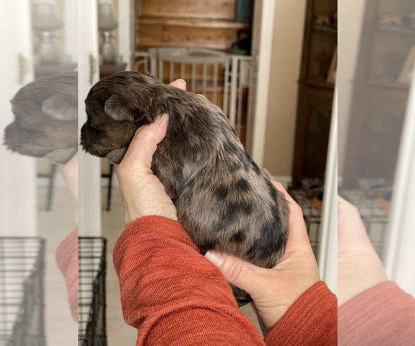 Medium Photo #2 YorkiePoo Puppy For Sale in FRANKLIN, VT, USA